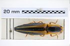 Foto (Dorsalansicht) von Semiotus bilineatus (Candèze, 1857) (NHMW-ZOO-COL-0008220)
